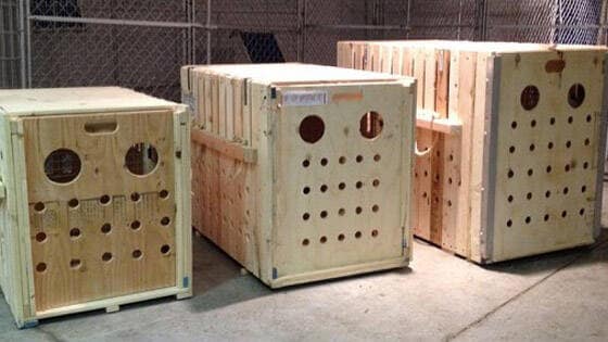 Pet cargo crates