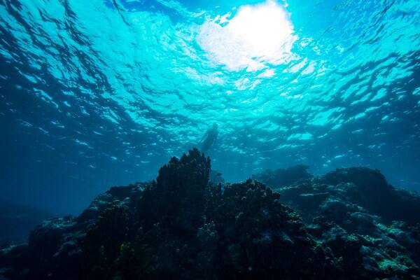 Underwater coral in blue ocean in Samoa