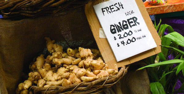 Fresh ginger available for purchase at Sunshine Coast farm gates