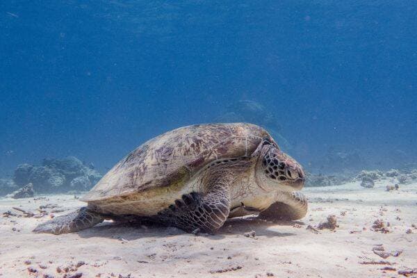 Green turtle resting on the sand underwater on Gili Trawangan by Uber Scuba Gili