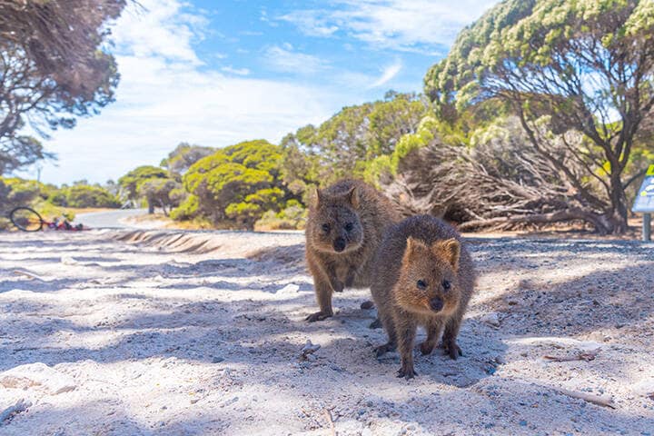 Quokkas sitting in sand at Rottnest Island.