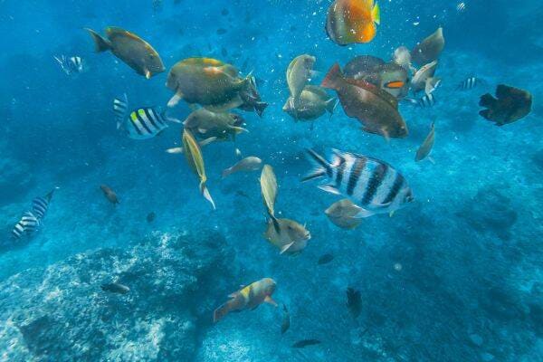 School of fish while snorkelling at Gili Air by Ilyuza Mingazova