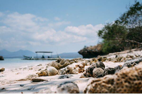Brown and white seashells at Menjangan Beach near Bali by Jannes Glas