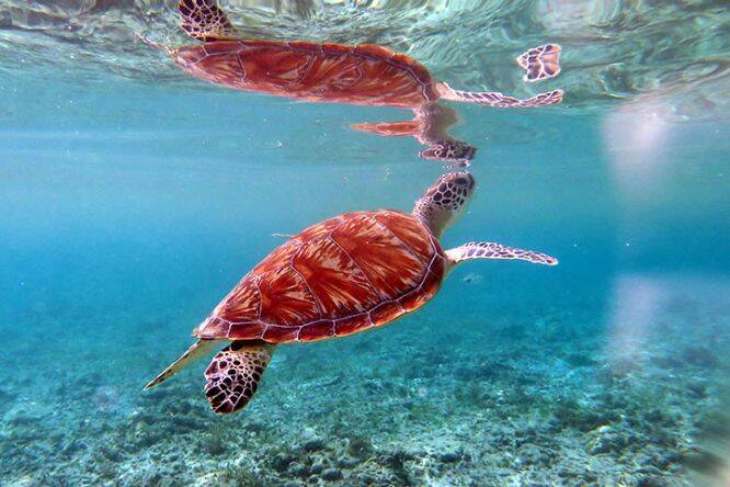 Underwater snorkelling view of turtle at Gili Trawangan, Bali