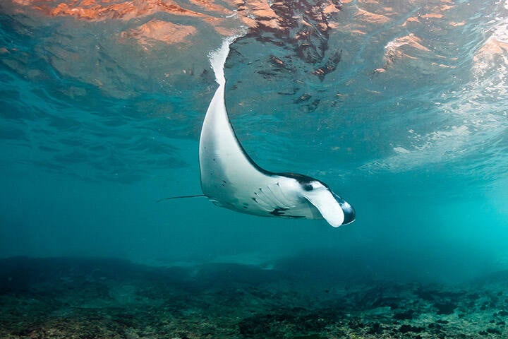 Underwater view of Manta Ray swimming in ocean at Nusa Penida island, Bali