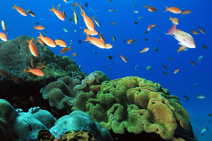 Fish Over Colorful Coral Reef at Crystal Bay, Nusa Penida. Bali, Indonesia