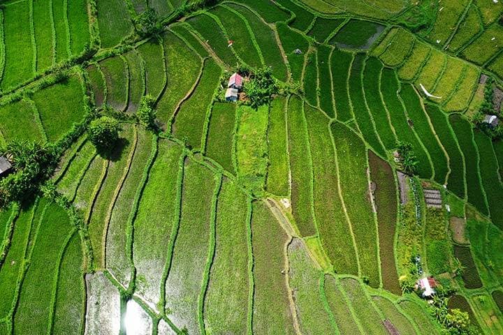 Bright green trees and rice fields at Abang Subak Rice Rice Fields Karagasem, Bali