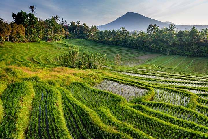 Mountain overlooking landscape rice field with grooves in grass at Belimbing Rice Fields Tabanan, Bali