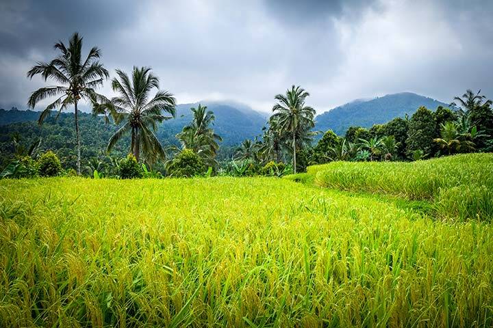 Lush green rice fields with patterned grooves in ground at Munduk Rice Fields, Bali