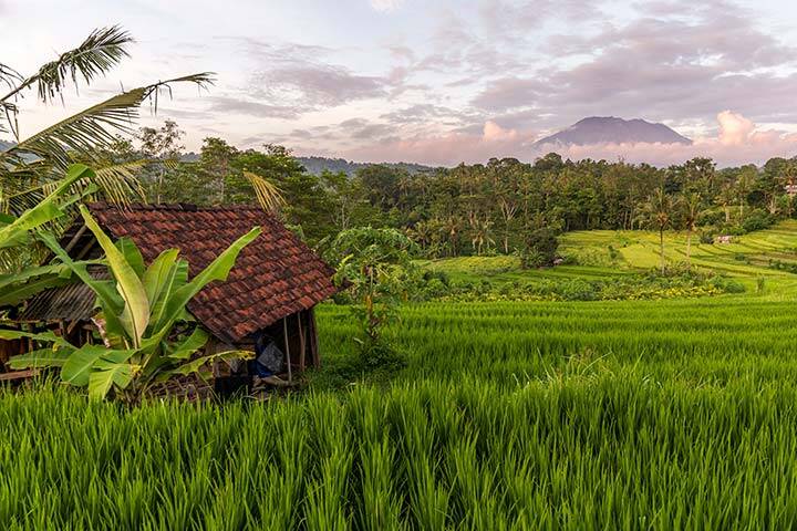 Sidemen Rice Fields Karangasem, Bali