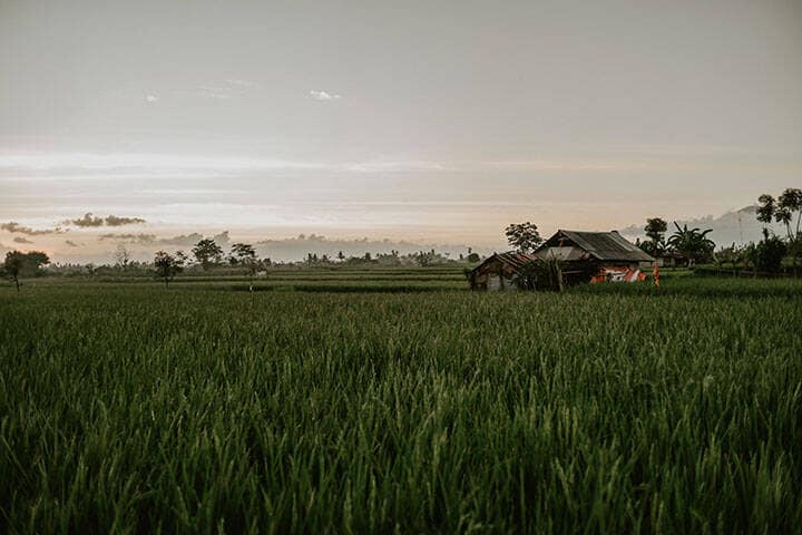 Blahbatu Rice Fields, Gianyar Regency, Bali