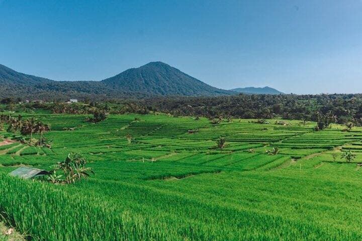 Bright green grass fields at Jatiluwih Rice Terrace Tabanan, Bali