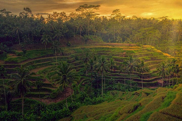 Pejeng Rice Terraces, Gianyar Regency, Bali