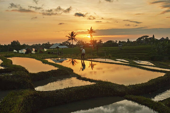 Sunrise over rice paddy with water flowing through grass at Pererenan Rice Fields Canggu, Bali