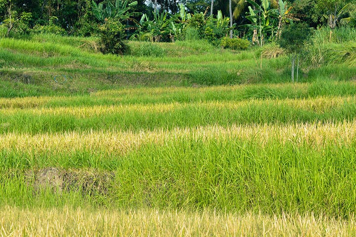 Busing Biu Rice Fields, Buleleng, Bali