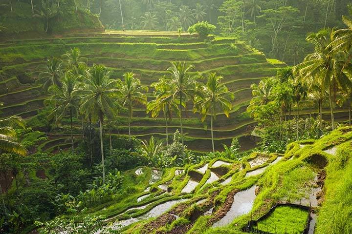 Tegallalang Rice Terrace Ubud, Bali