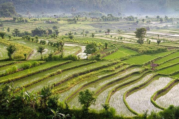 Tirta Gangga Rice Fields Karangasem, Bali