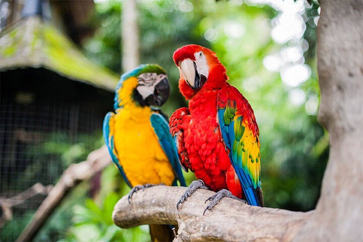 Colourful parrots in the garden of the Blanco Museum in Ubud, Bali