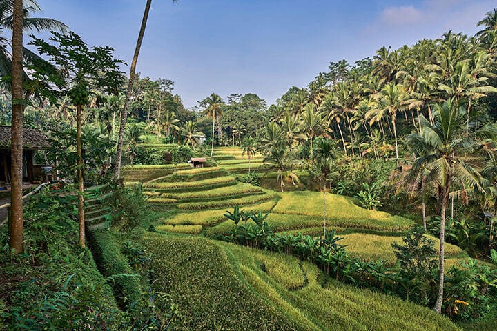 Green fields and palm trees of Tegallalang Rice Terraces on a sunny day with blue skies