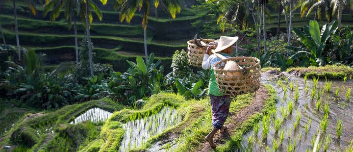 Balinese rice field worker in Ubud