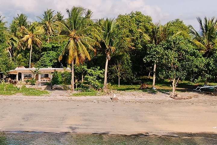 Palm trees on beach at East Lombok Dive Hotel