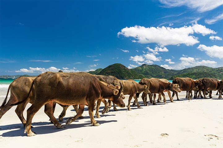Water Buffalo walking on the white sandy shore of Selong Belanak Beach on the island of Lombok, Indonesia