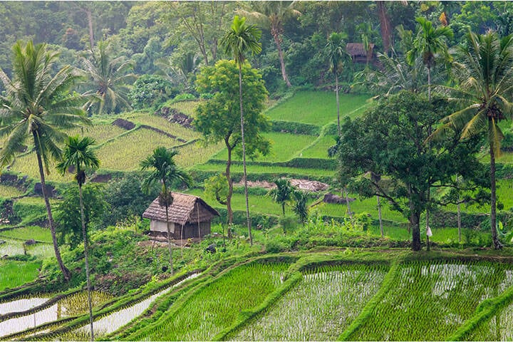 A local home surrounded by green ricefields and trees in Senaru in North Lombok, Indonesia