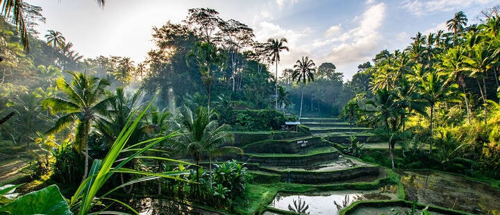 Rice terraces and palm trees in Ubud, Bali