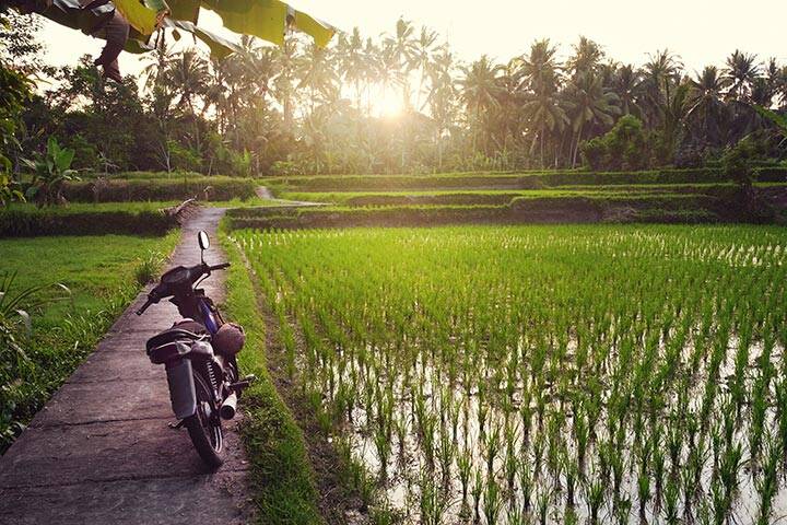 Scooter on a path near Green rice terraces and palm trees during sunset, Bali