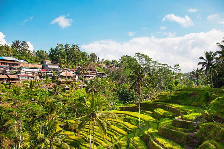 Tegallalang Rice Terraces. Ubud, Bali, Indonesia. Beautiful green rice fields, natural background. Travel concept, famous places of Bali.