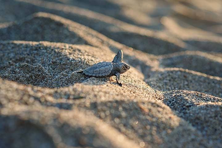 Baby sea turtle on sandy beach at Sea Turtle Society, Kuta