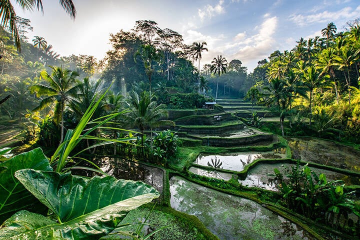 Lush rice fields and palm trees in Ubud