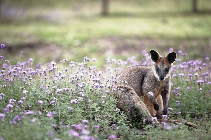 Kangaroo in field of flowers at Simpsons Gap, Northern Territory