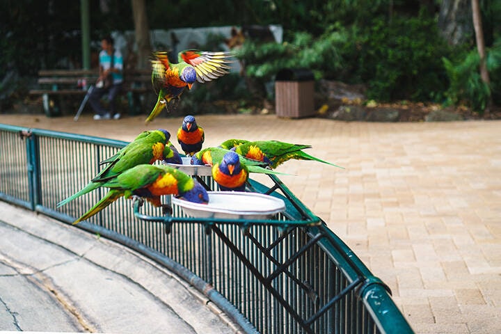 Feeding the Rainbow Lorikeets at Currumbin Wildlife Sanctuary.  These beautifully coloured birds are the species of Australasian parrot.