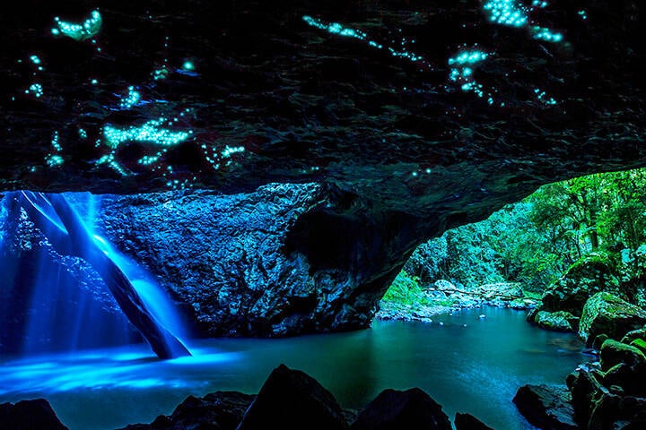 Glow worms at Springbrook National Park  