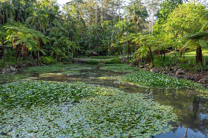 Scenic views of Tamborine Mountain Regional Botanic Gardens