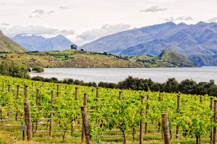 Rippon Vineyard