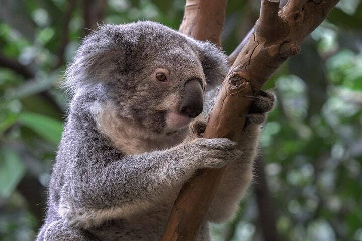koala, sitting in a tree, facing the camera at blackbutt nature reserve