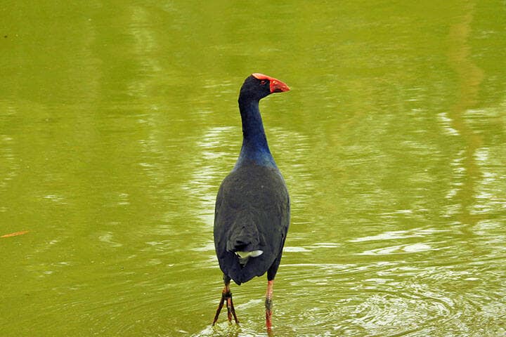 Australasian Swamphen at Hunter Wetlands