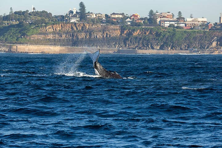 Whale emerging from the water in Lake Macquarie