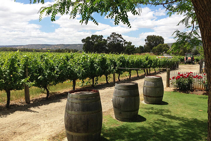 Vineywards at Windy Creek Estate, Swan Valley