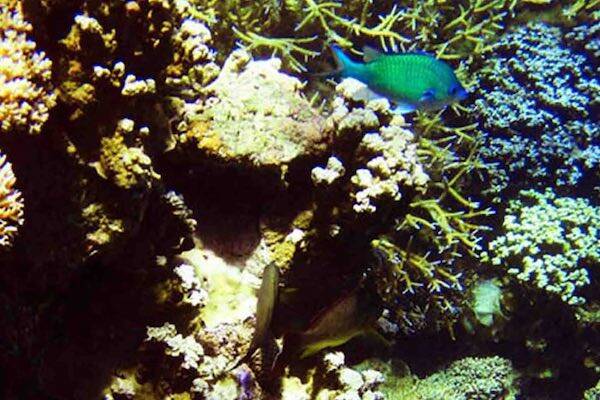 Marine life underwater, Samoa