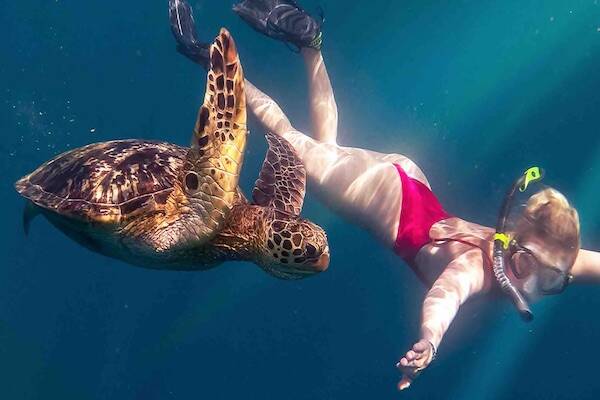 Snorkeller diving underwater with turtle, Samoa