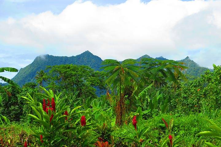 Rainforests in Samoa