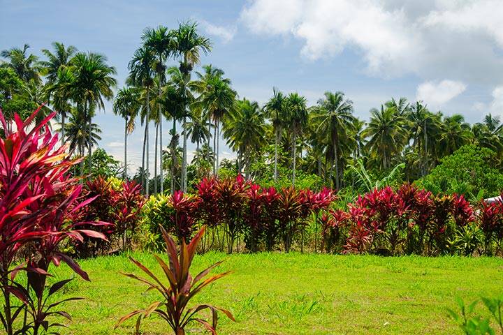 Field covered in palm trees and bushes under the sunlight and a cloudy sky in the Savai'i island