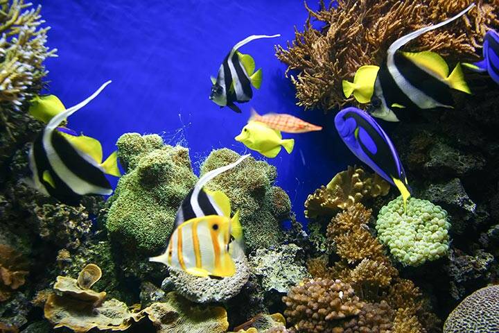 Marine life underwater, Samoa