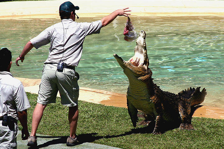 Crocoseum at Australia Zoo in Sunshine Coast 