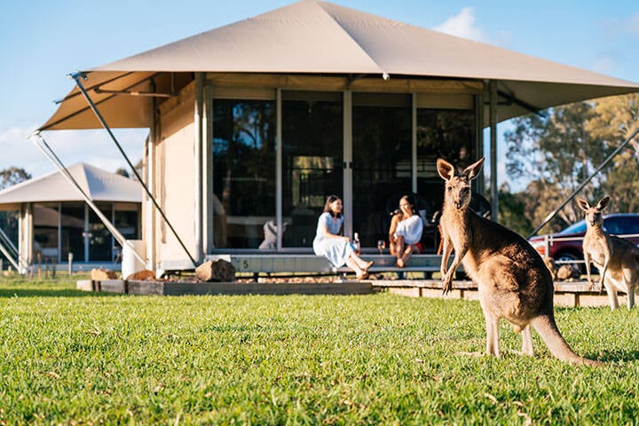 Watching the wallabies from the Paperbark Tent at Habitat Noosa, near Sunshine Coast 