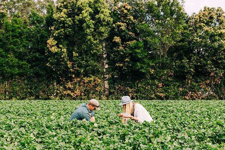 Strawberry picking in the fields in Palmview, near Sunshine Coast 
