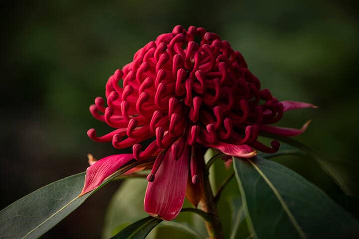 Native waratah located within the Ku-ring-gai Wildflower Garden, St. Ives.